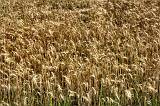 2004-07-22 09-50-53 Nature (x1024)